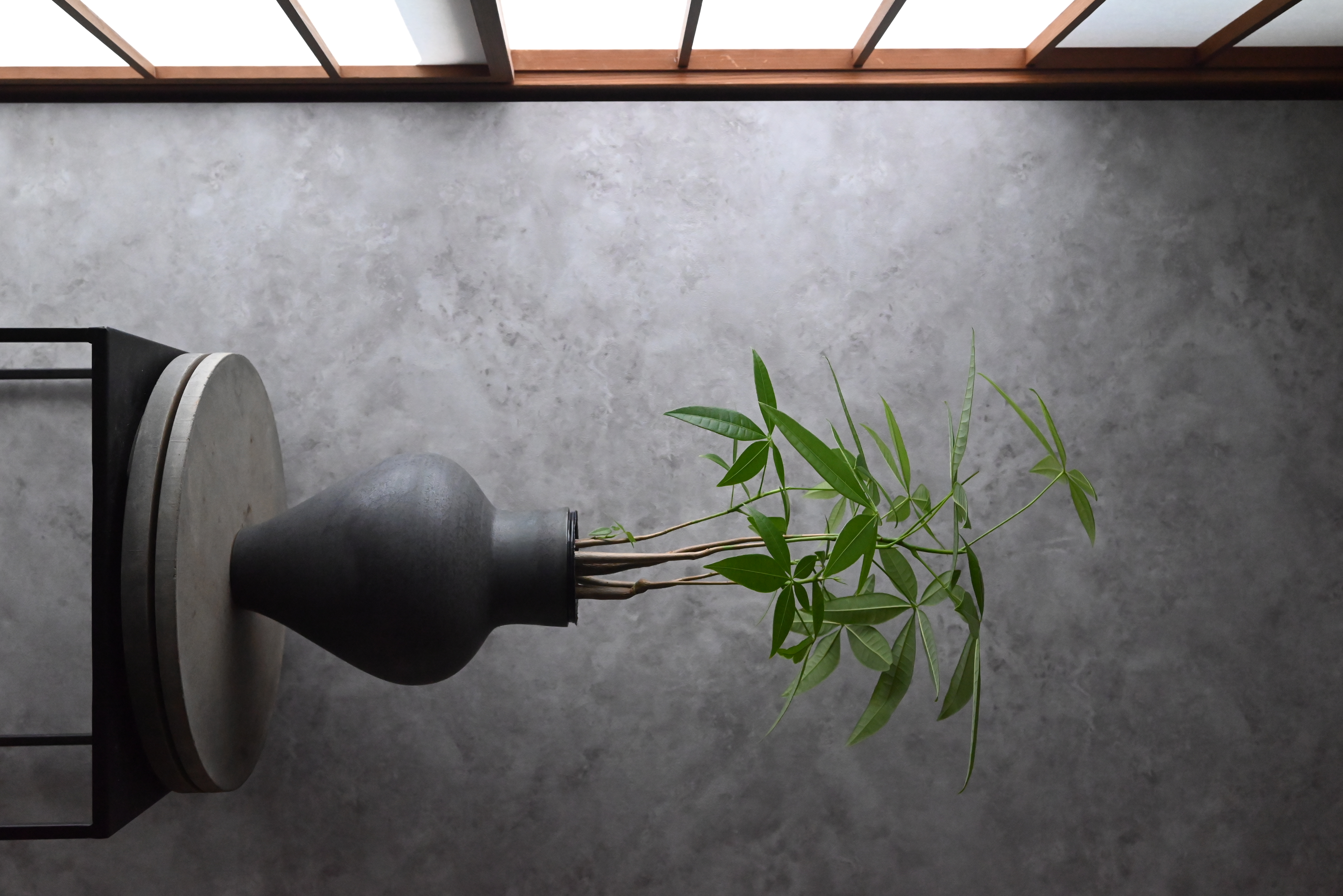 植物鉢
